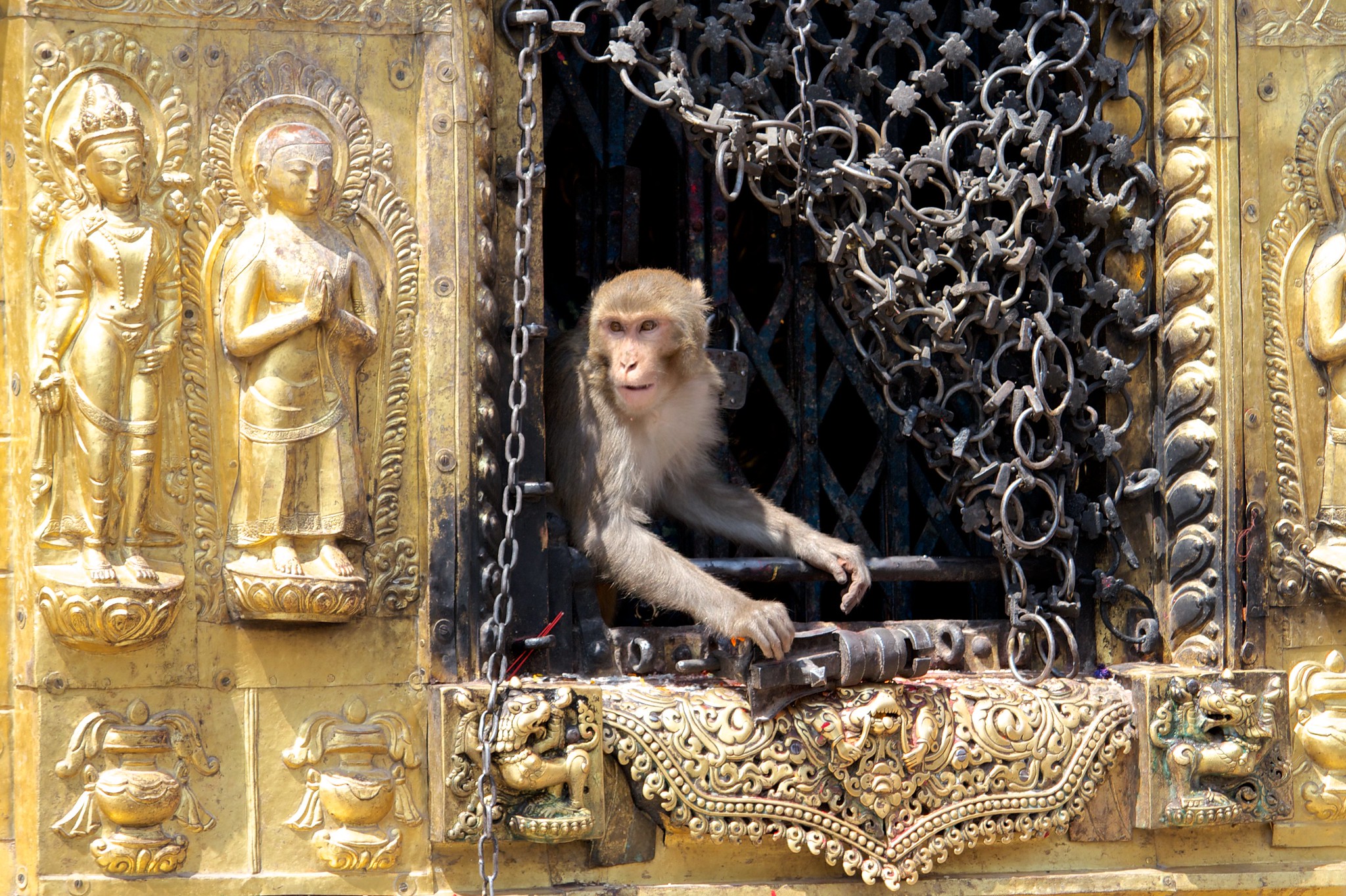 monkey temple